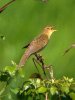 Grasshopper Warbler at Two Tree Island (West) (Steve Arlow) (118193 bytes)